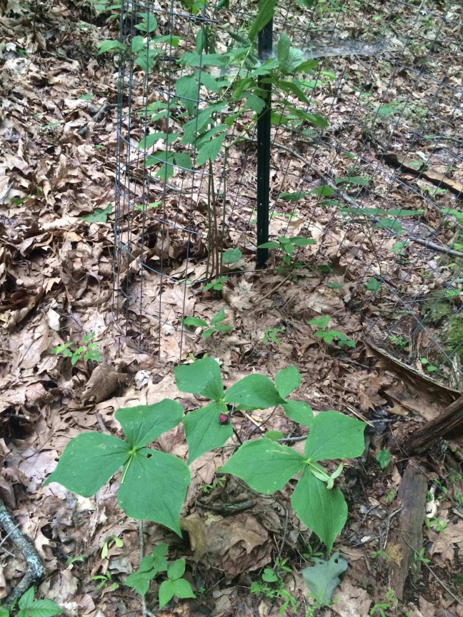 Blue cohosh, Jack-in-the-pulpit, red and white trilliums from plantings dating back to 2004
