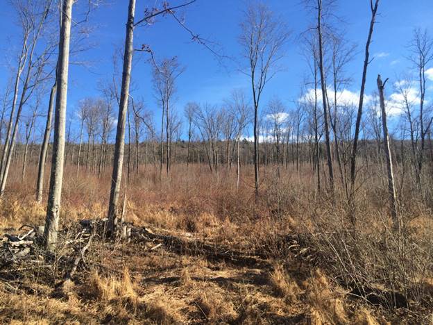 A 260-acre parcel in northern Pennsylvania, aggressively managed by ALCS in 2011, and shown here five years later in an explosive state of early successful forest regeneration. Wait til you see the 2019 photo of this same plot! If you love green things and healthy wildlife, then you will like this picture.