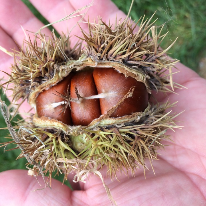 Chestnut bur with three seeds