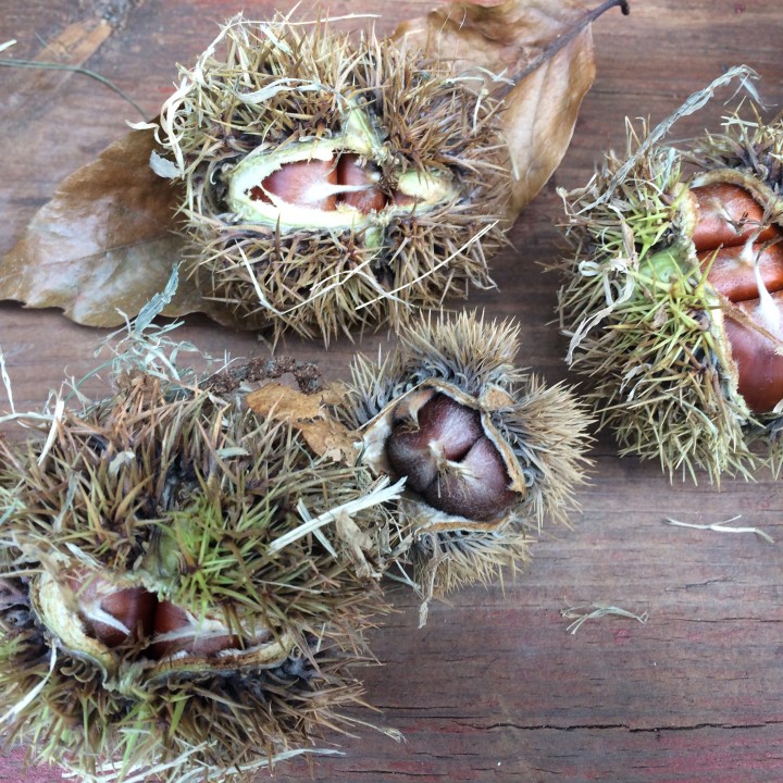 Chestnut burs showing seeds