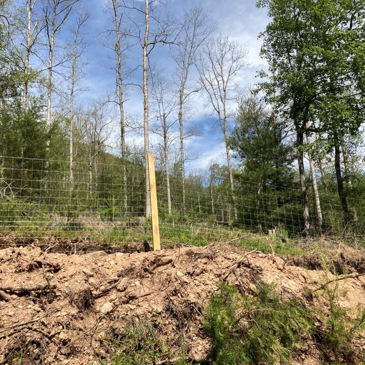 The 8-foot fencing helps provide native hardwoods for nesting bird habitat.