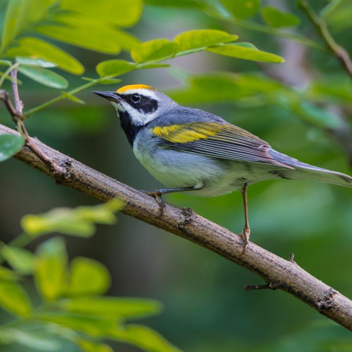 Golden wing warbler, taken in Pine Creek Valley, PA. Photo copyright by Rick Carlson of Sand River Photography. 