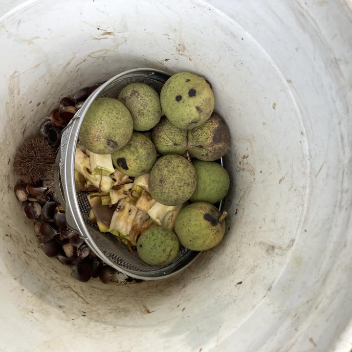 This batch of black walnuts, apple cores, and Asian chestnut seeds were the last to be planted by ALCS in 2022. Anyone can do this, just collect apple cores and gather walnuts and chestnut burrs where you find them. Then pick an area that needs plant biodiversity and plant them individually.