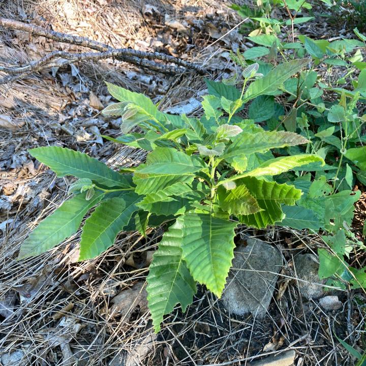 A chestnut seedling grown from a chestnut seed, but constantly browsed by deer into a small shrub, instead of growing tall into a tree.